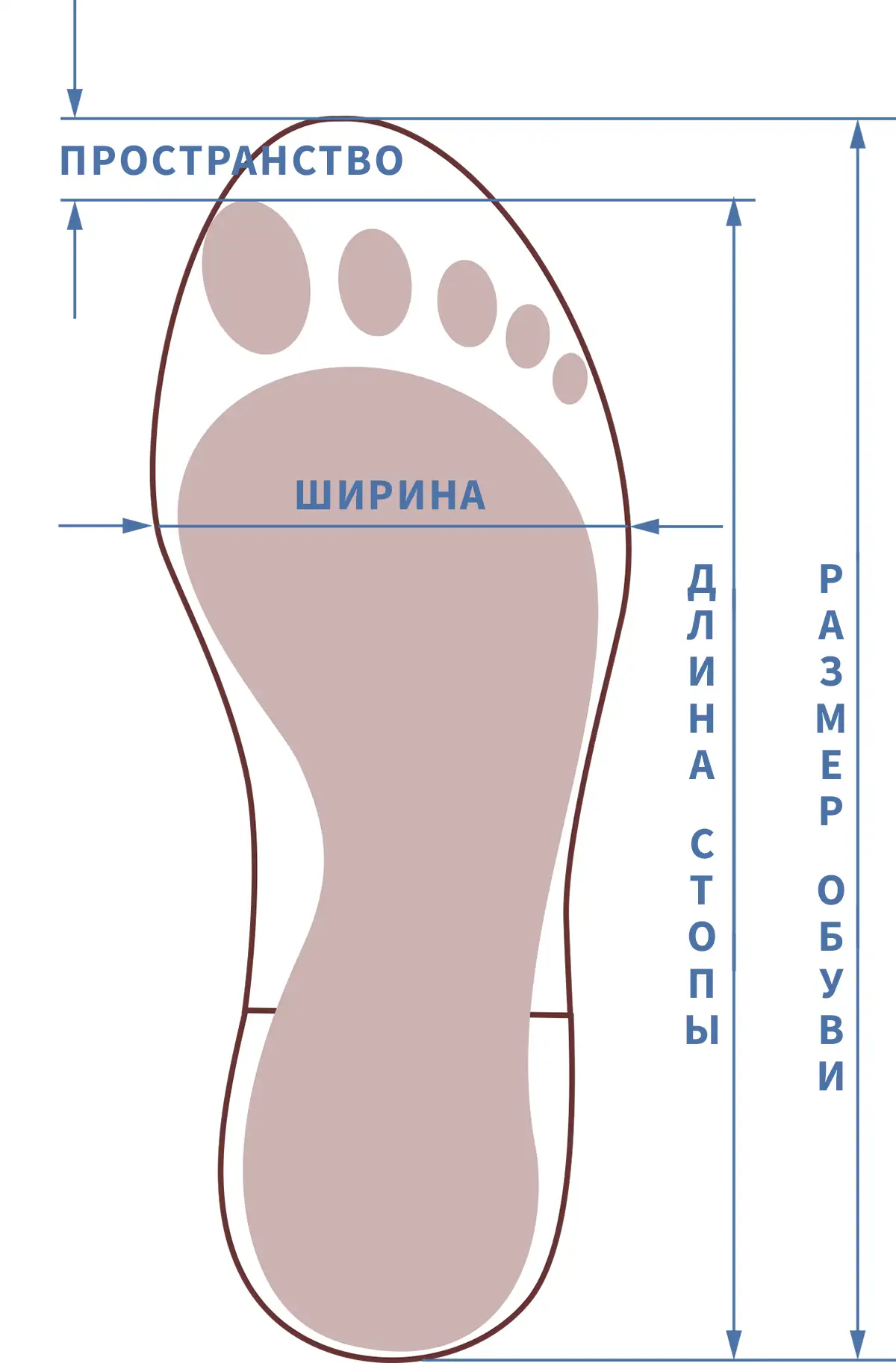 Как определить размер ноги для обуви